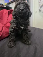 Rye, a male Poodle - Miniature  for sale in West Palm Beach, FL – 8 of 9