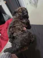 Rye, a male Poodle - Miniature  for sale in West Palm Beach, FL – 7 of 9