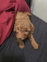 Copper, a male Poodle - Miniature  for sale in West Palm Beach, FL – 2 of 5