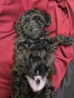 Rye, a male Poodle - Miniature  for sale in West Palm Beach, FL – 6 of 9