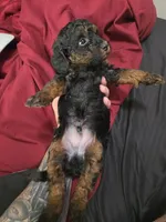 Delta, a male Poodle - Miniature  for sale in West Palm Beach, FL – 2 of 4