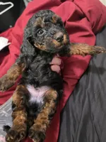 Delta, a male Poodle - Miniature  for sale in West Palm Beach, FL – 3 of 4