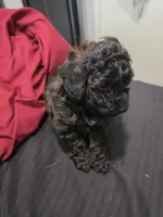 Rye, a male Poodle - Miniature  for sale in West Palm Beach, FL – 5 of 9
