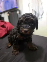 Delta, a male Poodle - Miniature  for sale in West Palm Beach, FL – 4 of 4