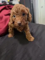 Copper, a male Poodle - Miniature  for sale in West Palm Beach, FL – 3 of 5
