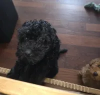 Magic, a female Poodle - Miniature  for sale in West Palm Beach, FL – Photo 2 of 6