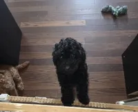 Magic, a female Poodle - Miniature  for sale in West Palm Beach, FL – Photo 1 of 6