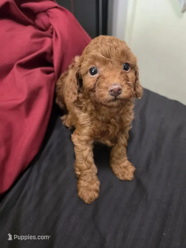 Copper – Poodle - Miniature  puppy for sale in West Palm Beach, FL