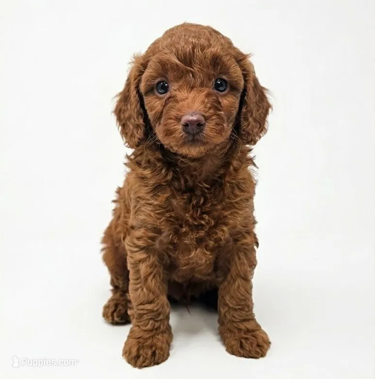 Copper – Poodle - Miniature  puppy for sale in West Palm Beach, FL