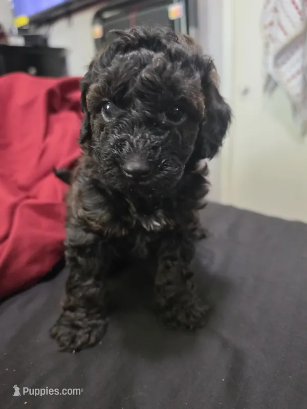 Rye – Poodle - Miniature  puppy for sale in West Palm Beach, FL