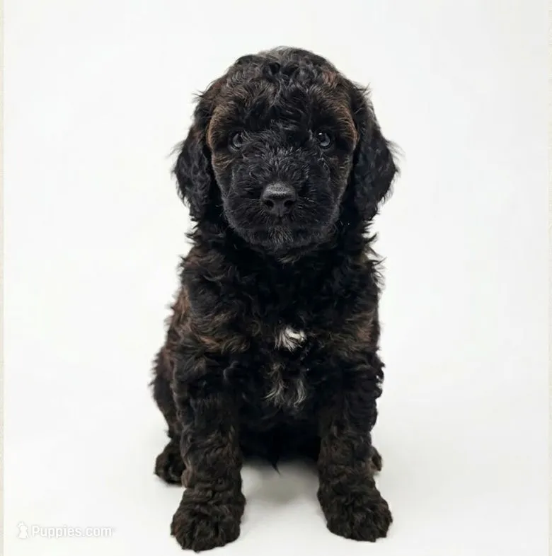 Rye – Poodle - Miniature  puppy for sale in West Palm Beach, FL