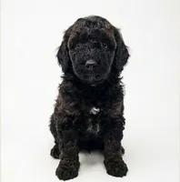 Rye, a male Poodle - Miniature  for sale in West Palm Beach, FL – 1 of 10