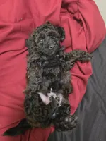 Rye, a male Poodle - Miniature  for sale in West Palm Beach, FL – 3 of 9