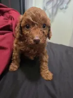 Copper, a male Poodle - Miniature  for sale in West Palm Beach, FL – 4 of 5