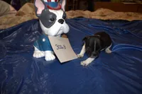 Duke, a male French Bulldog for sale in Sturgeon, MO – 3 of 3