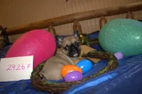 Brandy, a female French Bulldog for sale in Sturgeon, MO – Photo 2 of 3