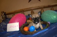 Brandy, a female French Bulldog for sale in Sturgeon, MO – Photo 3 of 3