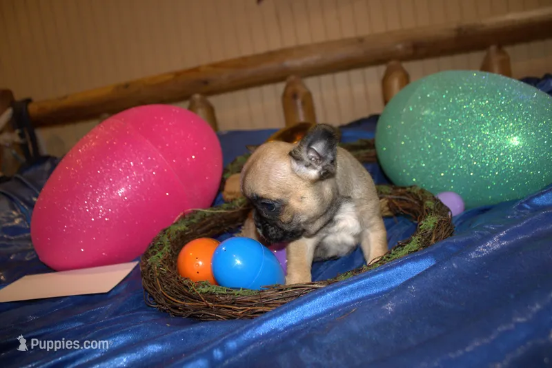 Brandy – French Bulldog puppy for sale in Sturgeon, MO