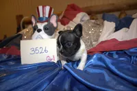 Daisy, a female French Bulldog for sale in Sturgeon, MO – 2 of 3