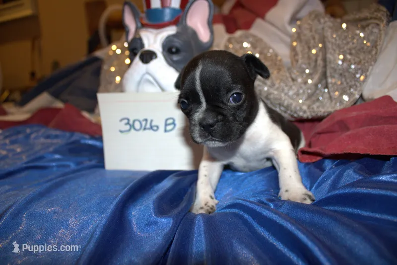 Duke – French Bulldog puppy for sale in Sturgeon, MO