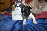 Duke, a male French Bulldog for sale in Sturgeon, MO – 1 of 3