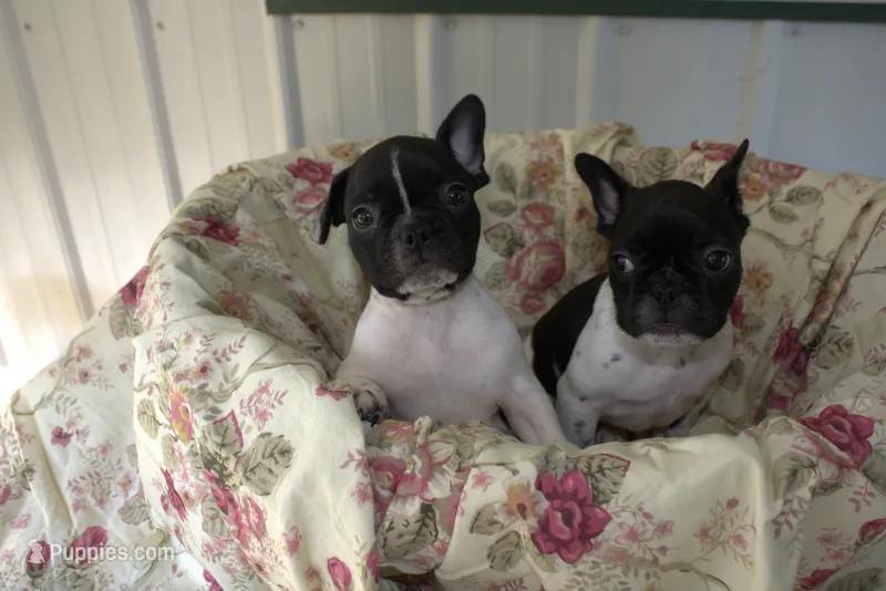Duke – French Bulldog puppy for sale in Sturgeon, MO
