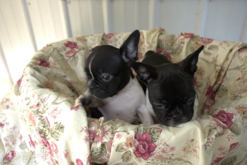 Dan – French Bulldog puppy for sale in Sturgeon, MO