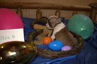 Danny, a male French Bulldog for sale in Sturgeon, MO – Photo 4 of 4