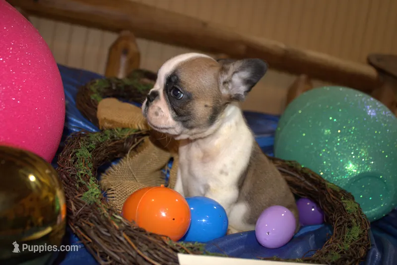Danny – French Bulldog puppy for sale in Sturgeon, MO