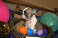 Danny, a male French Bulldog for sale in Sturgeon, MO – Photo 1 of 4