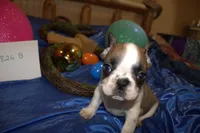 Danny, a male French Bulldog for sale in Sturgeon, MO – Photo 3 of 4