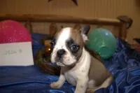 Danny, a male French Bulldog for sale in Sturgeon, MO – Photo 2 of 4
