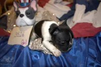 Daisy, a female French Bulldog for sale in Sturgeon, MO – 3 of 3