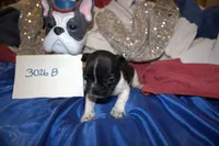 Duke, a male French Bulldog for sale in Sturgeon, MO – 2 of 3