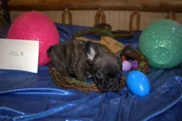 Duke, a male French Bulldog for sale in Sturgeon, MO – Photo 3 of 4
