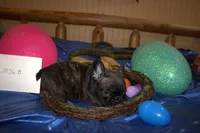 Duke, a male French Bulldog for sale in Sturgeon, MO – Photo 4 of 4