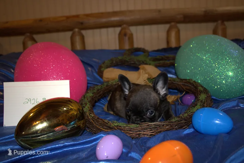 Duke – French Bulldog puppy for sale in Sturgeon, MO