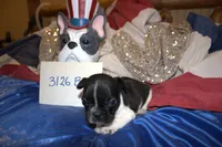 Dan, a male French Bulldog for sale in Sturgeon, MO – 3 of 3