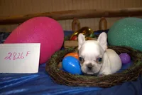 Marry, a female French Bulldog for sale in Sturgeon, MO – Photo 2 of 4