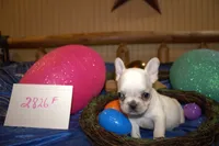 Marry, a female French Bulldog for sale in Sturgeon, MO – Photo 1 of 4