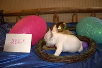 Marry, a female French Bulldog for sale in Sturgeon, MO – Photo 3 of 4