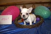 Marry, a female French Bulldog for sale in Sturgeon, MO – Photo 4 of 4
