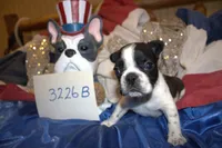 Dylan, a male French Bulldog for sale in Sturgeon, MO – 2 of 2