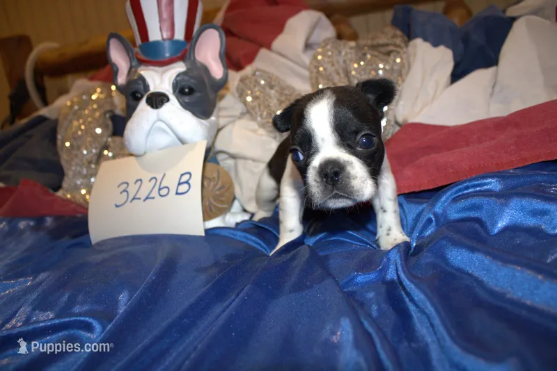 Dylan – French Bulldog puppy for sale in Sturgeon, MO