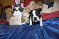 Dylan, a male French Bulldog for sale in Sturgeon, MO – 1 of 2