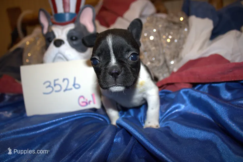 Daisy – French Bulldog puppy for sale in Sturgeon, MO