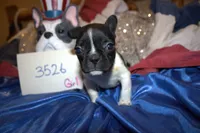 Daisy, a female French Bulldog for sale in Sturgeon, MO – 1 of 3