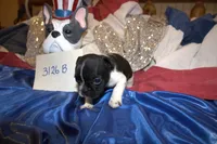 Dan, a male French Bulldog for sale in Sturgeon, MO – 2 of 3