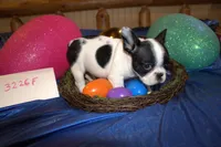 Jazzy, a female French Bulldog for sale in Sturgeon, MO – Photo 4 of 4