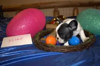 Jazzy, a female French Bulldog for sale in Sturgeon, MO – Photo 3 of 4